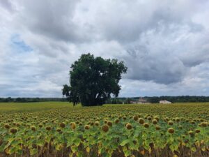 CanalDuMidi6