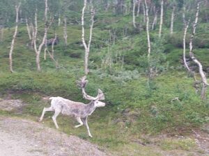 Nordkap24_EtappeTromsoNordkap_8.JPG